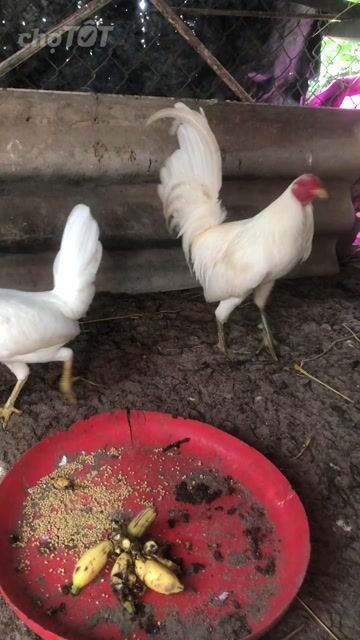 Gà úa mỹ đực Trắng. Mua bán Gà tại Thành phố Bà Rịa Bà Rịa - Vũng Tàu được đăng bởi Thuận Mèo hình 1