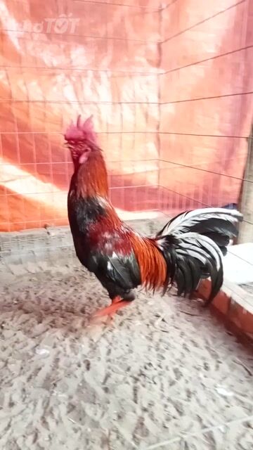 Gà chọi trống 3.3kg màu đỏ. Mua bán Gà tại Thành phố Sóc Trăng Sóc Trăng được đăng bởi Gà cỏ hình 1