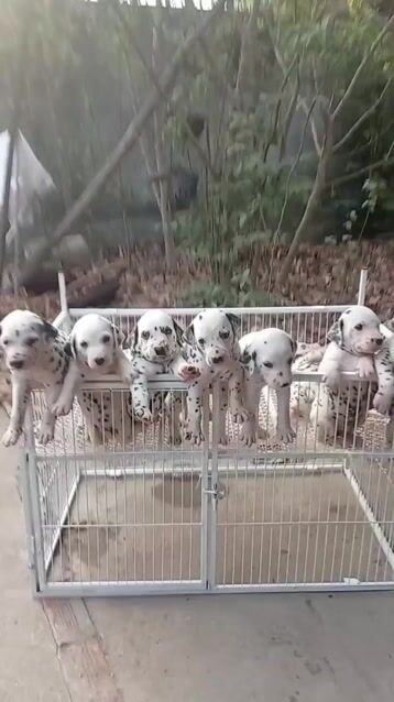 Tôi bán tình yêu Chó Đốm. Mua bán Chó tại Huyện Củ Chi Tp Hồ Chí Minh được đăng bởi Nguyễn Huy hình 1