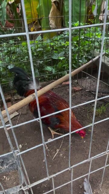 Gà giống Nâu đỏ, đen 1.7kg. Mua bán Gà tại Huyện Bình Chánh Tp Hồ Chí Minh được đăng bởi tuan tran hình 1