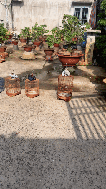 Chim sâu đầu đỏ trống. Mua bán Chim tại Quận Bình Tân Tp Hồ Chí Minh được đăng bởi Tấn Lực hình 1