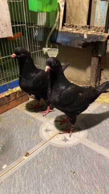 Bồ câu Kinh Hà Lan 2 tháng Đen. Mua bán Chim tại Quận 6 Tp Hồ Chí Minh được đăng bởi Huỳnh Nhứt Cao hình 1