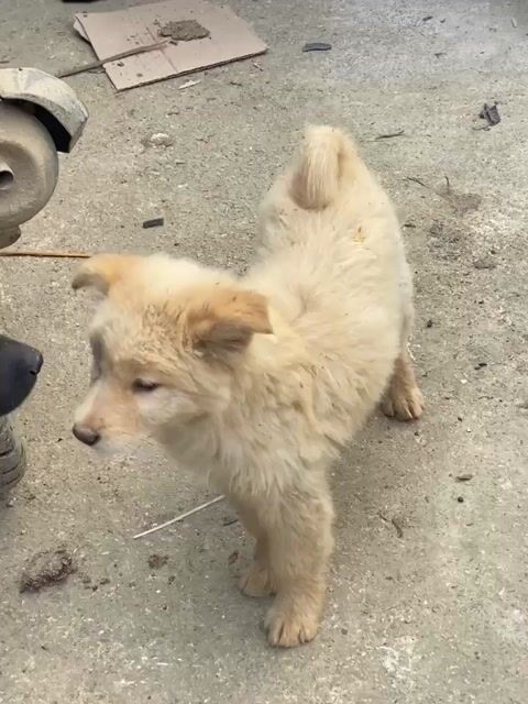 Chó  Bắc Hà màu vàng kim. Mua bán Chó tại Huyện Mê Linh Hà Nội được đăng bởi Nguyễn duy hội  hình 1