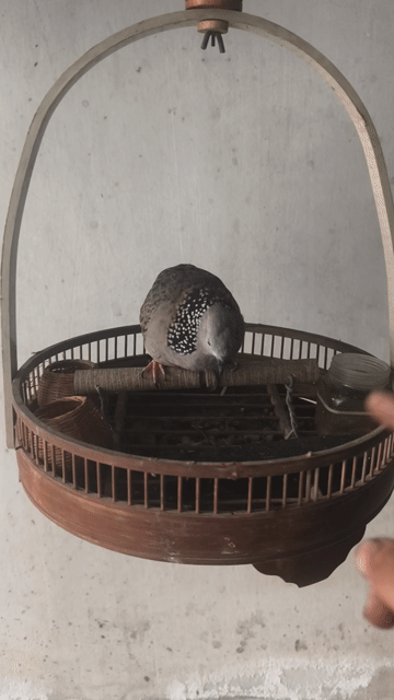Lồng chim nuôi chim cu gáy. Mua bán Phụ kiện, Thức ăn, Dịch vụ tại Quận Bình Thuỷ Cần Thơ được đăng bởi a sìu hình 1