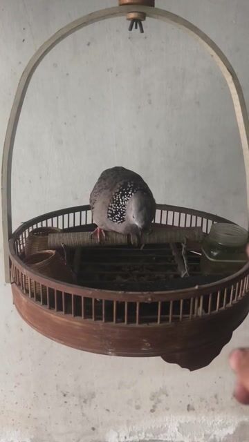Lồng chim nuôi chim cu gáy. Mua bán Phụ kiện, Thức ăn, Dịch vụ tại Quận Bình Thuỷ Cần Thơ được đăng bởi a sìu hình 1