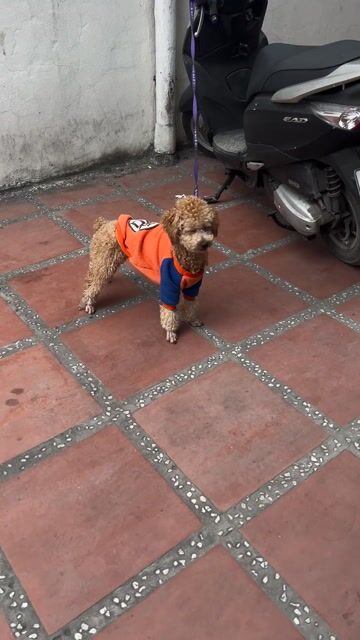 Chó Poodle thuần chủng 7 tháng. Mua bán Chó tại Quận Đống Đa Hà Nội được đăng bởi Đức Anh HP hình 1