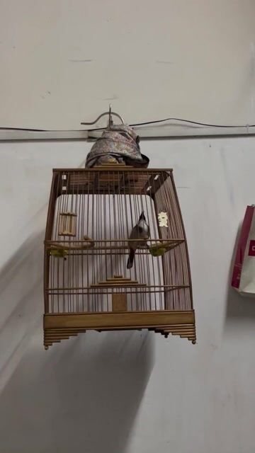 Chim chào mào đực 3 mùa lỗi 2 móng. Mua bán Chim tại Thành phố Thủ Đức Tp Hồ Chí Minh được đăng bởi Minh Quân hình 1