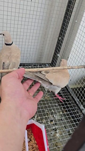 Chim cu Pháp Thuần  gl chim hota . Mua bán Chim tại Quận 6 Tp Hồ Chí Minh được đăng bởi Văn Nam hình 1