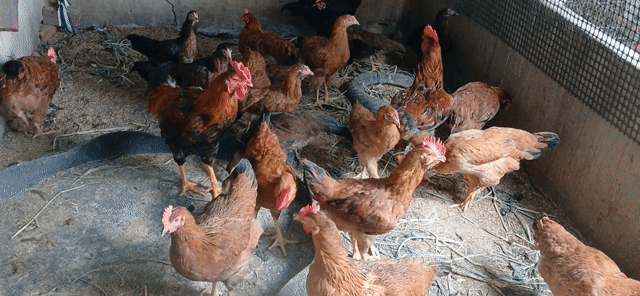 Gà Tàu Nâu đỏ. Mua bán Gà tại Huyện Mỏ Cày Nam Bến Tre được đăng bởi Trung Hiếu hình 1
