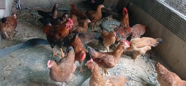 Gà Tàu Nâu đỏ. Mua bán Gà tại Huyện Mỏ Cày Nam Bến Tre được đăng bởi Trung Hiếu hình 1