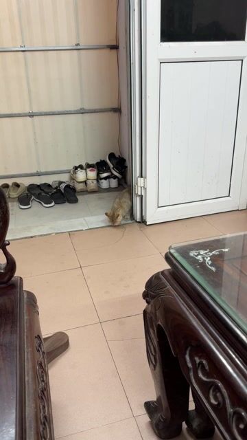 Mèo cái Vàng nâu. Mua bán Mèo tại Huyện Thường Tín Hà Nội được đăng bởi Đông Nguyễn hình 1