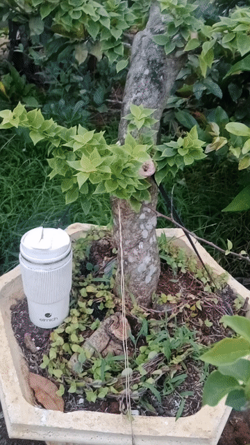 Hoa giấy màu Hồng. Mua bán Cây cảnh, đồ trang trí tại Huyện Châu Đức Bà Rịa - Vũng Tàu được đăng bởi Sắt Thép Vintage  hình 1
