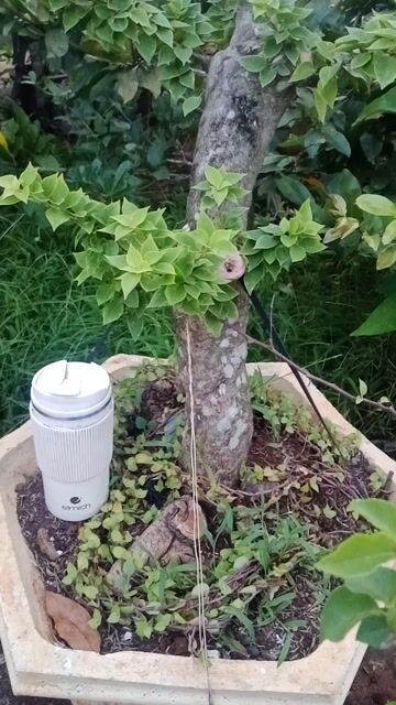Hoa giấy màu Hồng. Mua bán Cây cảnh, đồ trang trí tại Huyện Châu Đức Bà Rịa - Vũng Tàu được đăng bởi Sắt Thép Vintage  hình 1