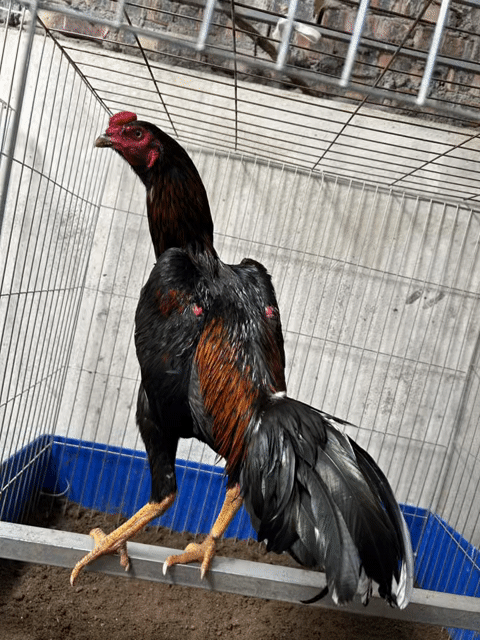 Gà chọi Đực Đen Đỏ Nâu. Mua bán Gà tại Huyện Thanh Trì Hà Nội được đăng bởi Thuỷ hình 1