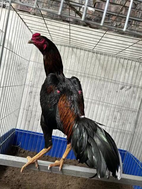 Gà chọi Đực Đen Đỏ Nâu. Mua bán Gà tại Huyện Thanh Trì Hà Nội được đăng bởi Thuỷ hình 1