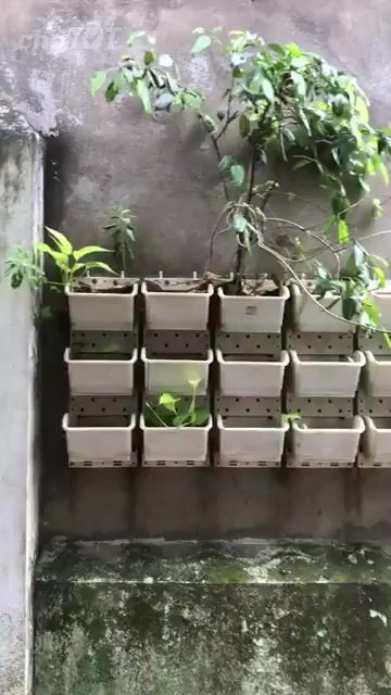 GÀ CON-GÀ ĐÒN CON GIỐNG RẶC BÌNH ĐỊNH TRẠNG LỚN !. Mua bán Gà tại Huyện Bình Chánh Tp Hồ Chí Minh được đăng bởi Bình Pug hình 1