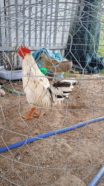 Gà Asil Mỹ 2.7kg Trắng Đực. Mua bán Gà tại Thành phố Dĩ An Bình Dương được đăng bởi Đại nguyen hình 1