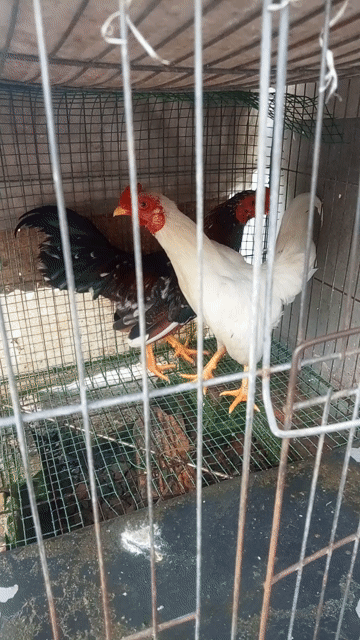 Gà giống nhỏ trống 4 lạng đen trắng. Mua bán Gà tại Thị xã Bến Cát Bình Dương được đăng bởi nguyen phuong huy hình 1