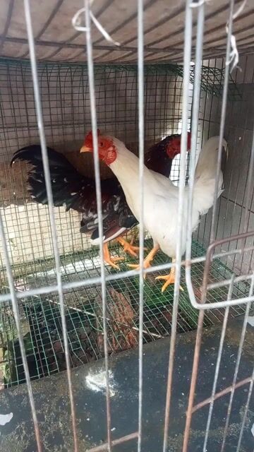 Gà giống nhỏ trống 4 lạng đen trắng. Mua bán Gà tại Thị xã Bến Cát Bình Dương được đăng bởi nguyen phuong huy hình 1