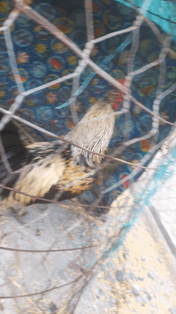 Gà tre 1.4kg Đực. Mua bán Gà tại Huyện Lấp Vò Đồng Tháp được đăng bởi 01632413533 hình 1