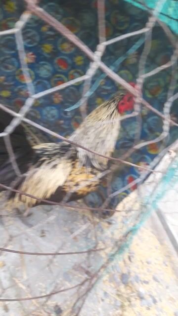 Gà tre 1.4kg Đực. Mua bán Gà tại Huyện Lấp Vò Đồng Tháp được đăng bởi 01632413533 hình 1