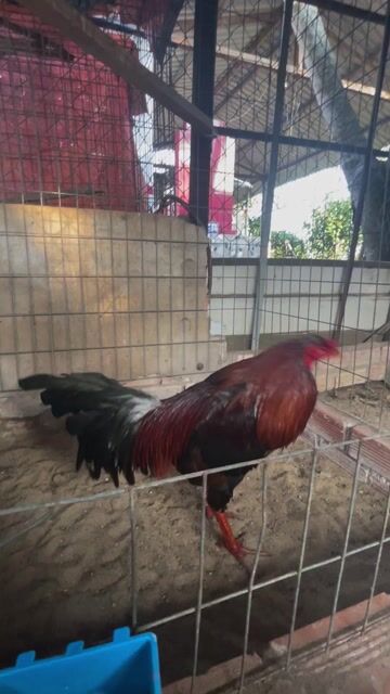 Gà chọi Điều 2.5kg 1x. Mua bán Gà tại Thành phố Mỹ Tho Tiền Giang được đăng bởi Loc hình 1