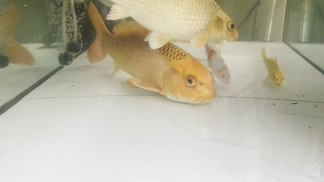 Cá Koi F1 Cam 50cm. Mua bán Thú cưng khác tại Quận Tân Bình Tp Hồ Chí Minh được đăng bởi Tiểu Long 809 hình 1