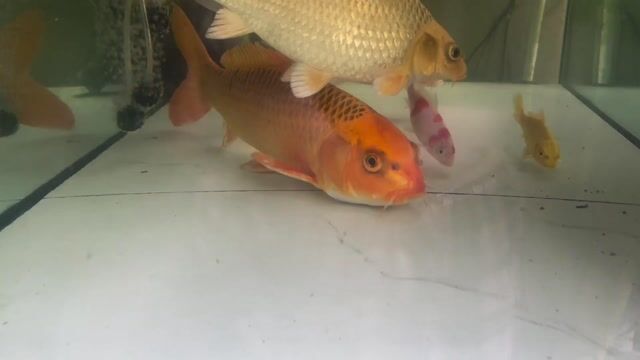 Cá Koi F1 Cam 50cm. Mua bán Thú cưng khác tại Quận Tân Bình Tp Hồ Chí Minh được đăng bởi Tiểu Long 809 hình 1