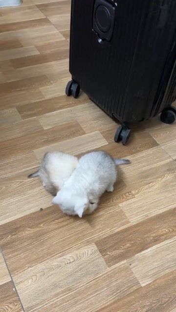 Mèo Anh lông ngắn màu silver 2 tháng tuổi, đã tiêm. Mua bán Mèo tại Quận Nam Từ Liêm Hà Nội được đăng bởi Thế Công hình 1