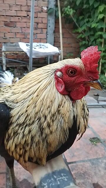 Gà chọi Vàng đen 8 tháng 2.5kg. Mua bán Gà tại Huyện Cái Bè Tiền Giang được đăng bởi Minh Ý Trịnh hình 1