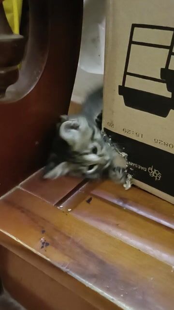 bé mèo con 2 tháng tuổi. Mua bán Mèo tại Quận Long Biên Hà Nội được đăng bởi Nguyễn Thị Hà Sơn hình 1