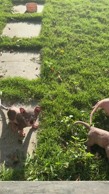 Mèo Sphynx BÒ SỮA chân lùn siêu dễ thương. Mua bán Mèo tại Thành phố Thủ Đức Tp Hồ Chí Minh được đăng bởi Thống hình 1