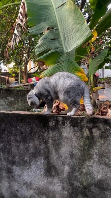 Mèo Anh lông ngắn Tabby đực 1 tuổi. Mua bán Mèo tại Quận Đống Đa Hà Nội được đăng bởi Đàm Dũng hình 1