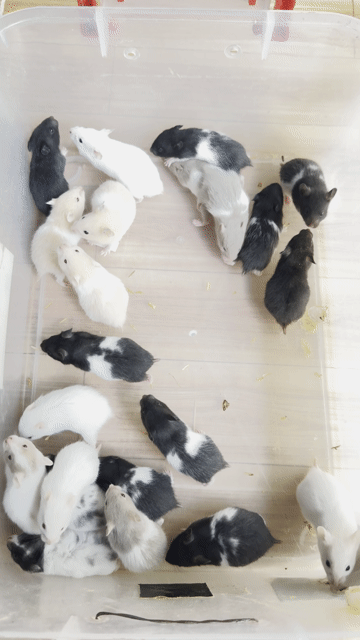 Chuột Hamster Bear 25k. Mua bán Thú cưng khác tại Huyện Củ Chi Tp Hồ Chí Minh được đăng bởi Nguyễn Ngọc Thạch hình 1