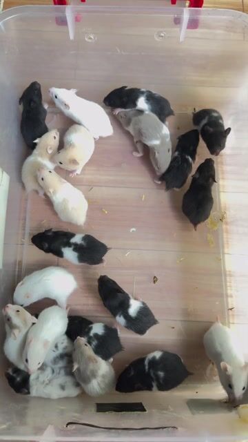 Chuột Hamster Bear 25k. Mua bán Thú cưng khác tại Huyện Củ Chi Tp Hồ Chí Minh được đăng bởi Nguyễn Ngọc Thạch hình 1