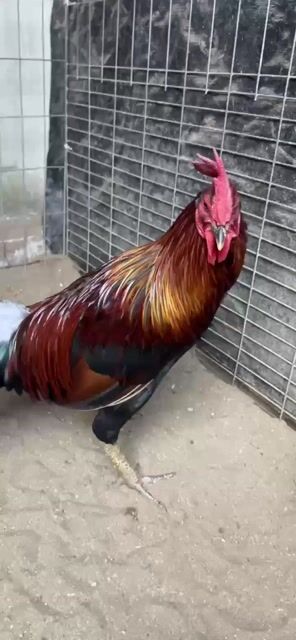 Gà chọi Peru Việt 6 tháng. Mua bán Gà tại Huyện Đức Hòa Long An được đăng bởi Anhkhoa hình 1