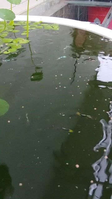 Cá cảnh Cá 7 màu Nhiều màu, guppy 1k/1 con. Mua bán Thú cưng khác tại Thành phố Biên Hòa Đồng Nai được đăng bởi Hoa Lan Sưu Tầm hình 1