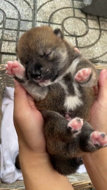 Chó Shiba Inu Mới Sinh. Mua bán Chó tại Huyện Nhà Bè Tp Hồ Chí Minh được đăng bởi Chấn Huy hình 1