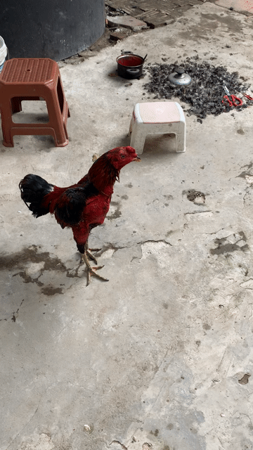 Gà chọi Tía trống 2.8kg. Mua bán Gà tại Thị xã Mỹ Hào Hưng Yên được đăng bởi duong duy hình 1