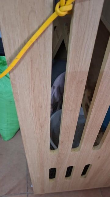 Mèo Sphynx Trắng hồng 2 tuổi. Mua bán Mèo tại Quận Thanh Xuân Hà Nội được đăng bởi Cần Vũ hình 1
