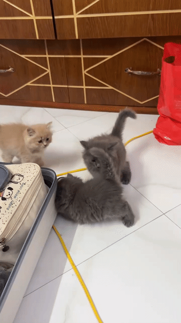 Mèo Anh lông dài form gấu béo ú đã sổ giun. Mua bán Mèo tại Quận Gò Vấp Tp Hồ Chí Minh được đăng bởi Ngọc Trâm hình 1