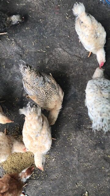Gà Tiên Yên 4 lạng 8 con. Mua bán Gà tại Thành phố Dĩ An Bình Dương được đăng bởi Ngọc Hân hình 1