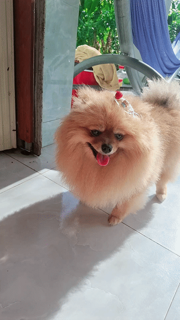 Chó Phốc Sóc Vàng kem Cái. Mua bán Chó tại Huyện Lấp Vò Đồng Tháp được đăng bởi Bui thingocnhieu hình 1