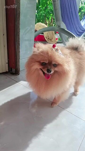 Chó Phốc Sóc Vàng kem Cái. Mua bán Chó tại Huyện Lấp Vò Đồng Tháp được đăng bởi Bui thingocnhieu hình 1