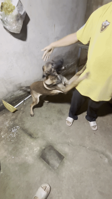 Chó Becgie Malinois Bỉ Đực Nâu Vàng 6 tháng. Mua bán Chó tại Quận Tân Phú Tp Hồ Chí Minh được đăng bởi Xuân Mai hình 1
