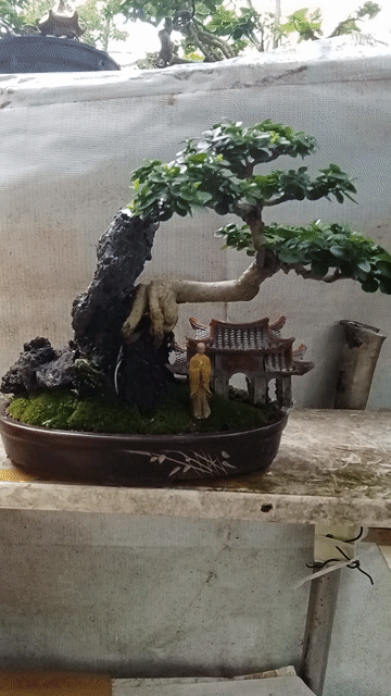Cây cảnh bonsai mini chậu gốm. Mua bán Cây cảnh, đồ trang trí tại Huyện Thanh Bình Đồng Tháp được đăng bởi bonsai Mini  hình 1