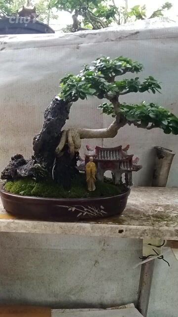 Cây cảnh bonsai mini chậu gốm. Mua bán Cây cảnh, đồ trang trí tại Huyện Thanh Bình Đồng Tháp được đăng bởi bonsai Mini  hình 1