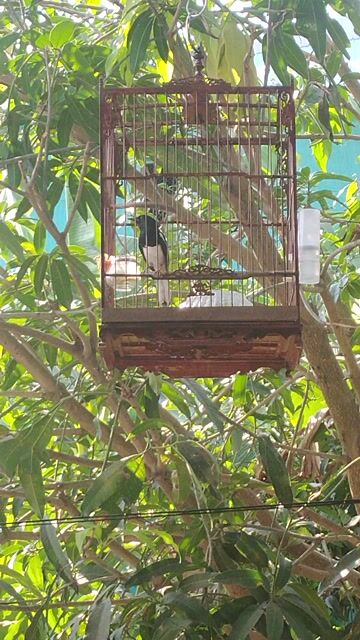 chim than. Mua bán Chim tại Thành phố Vĩnh Long Vĩnh Long được đăng bởi KHO SIEM hình 1