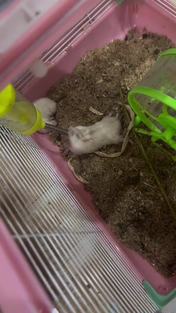 Chuột Hamster vàng kem khỏe mạnh đã tiêm. Mua bán Thú cưng khác tại Quận Gò Vấp Tp Hồ Chí Minh được đăng bởi An An hình 1