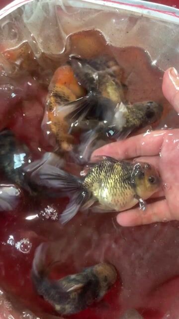 ord rc size 234n full màu ạ. Mua bán Thú cưng khác tại Huyện Cờ Đỏ Cần Thơ được đăng bởi MeCaVang VN hình 1